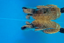 Fari Turtle patient Fari swimming in the tank at the rescue centre. Image.
