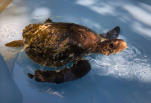 Fari Turtle patient Fari, olive ridley ghost gear victim, taking a breath of air in the tank at the rescue centre. Image,