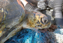 Fari after being rescued Olive ridley turtle Fari after being rescued from ghost gear entangelement.