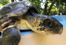Fari Turtle patient Fari, olive ridley ghost gear victim, right profile. Image.