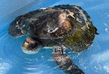 Fari Turtle patient Fari, olive ridley ghost gear victim,