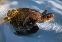 Fari's shell is badly damaged Turtle patient Fari, olive ridley ghost gear victim, with a very damaaged shell. Image.