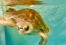 Muraka Muraka facing the camera, swimming in her tank at the Rescue Centre.