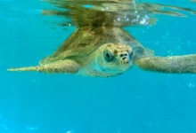 Muraka Turtle Patient Muraka in her tank at the Rescue Centre. Image