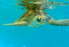 Muraka Turtle Patient Muraka in her tank at the Rescue Centre. Image