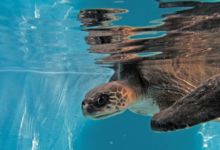 Muraka Turtle patient Muraka in the tank at the rescue centre. Image.