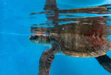 Muraka Turtle patient Muraka in the tank at the rescue centre. Image.