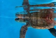 Muraka Turtle patient Muraka in the tank at the rescue centre. Image.