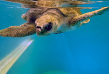 Muraka Turtle patient Muraka in the tank at the Rescue Centre, facing camera with flippers outstretched. Image.