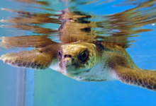 Muraka Turtle patient Muraka in the tank, flippers outstretched, facing camera. Image.