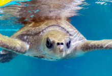 Muraka Turtle patient Muraka in the tank at the rescue centre, facing the camera. Image.