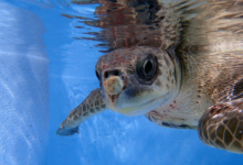 Muraka Turtle patient Muraka in the tank at the Rescue Centre. Image.