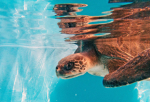 Muraka Turtle patient Muraka in the tank. Image.