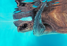 Muraka, Tagged & Released Turtle patient Muraka in her tank, left flipper rasied. Image.