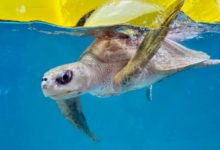 Muraka Turtle patient Muraka in the tank at the rescue centre, left flipper raised. Image.
