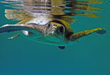 Shara, Tagged & Released Turtle patient Shara in the tank at the rescue centre, looking curious. Image.