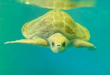 Shara Turtle Patient Shara looking at camera, in her tank at the Rescue Centre. Image.