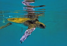 Share Turtle patient Shara in the tank at the rescue centre. Image.