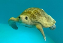 Shara Turtle patient Shara swimming in her tank at the Rescue Centre. Image.