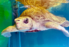 Shara Turtle patient Shara in the tank at the Rescue Centre, facing the camera. Image.
