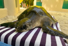 Shara Turtle patient Shara at the Rescue Centre. Image.