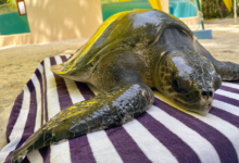 Shara Turtle patient Shara at the Rescue Centre. Image.