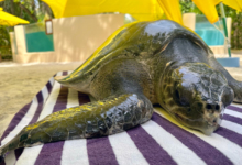 Shara Turtle patient Shara at the Rescue Centre. Image.