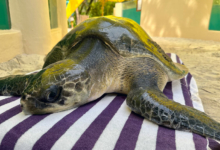 Shara Turtle patient Shara at the Rescue Centre. Image.