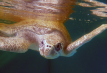 Shara Turtle patient Shara in the tank, facing the camera. Image.