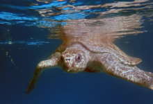 Shara Turtle patient Shara in the tank at the Rescue Centre. Image.
