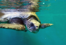 Share Turtle patient Shara in the tank at the rescue centre. Image.