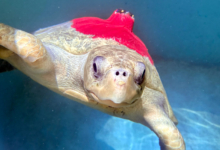 Shara, tagged and released Turtle patient Shara in her tank, tagged and ready for release. Image.
