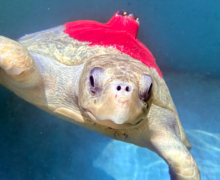 Shara, tagged and released Turtle patient Shara in her tank, tagged and ready for release. Image.