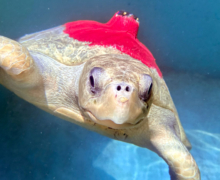 Shara, tagged and released Turtle patient Shara in her tank, tagged and ready for release. Image.