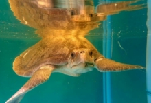 Hawwa Turtle patient Hawwa in the tank, facing the camera. image.