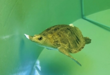 Hawwa Turtle Patient Hawwa swimming in the bottom of her tank at the Rescue Centre. Image.