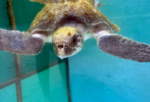 Hawwa Turtle patient Hawwa looking curious. Image.