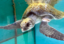 Hawwa Turtle patient Hawwa in the tank at the rescue centre with shell covered in algae. Image.