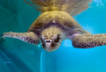 Hawwa Turtle patient Hawwa in her tank, facing the camera. Image.