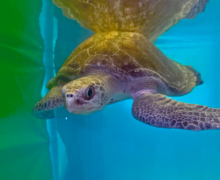 Hawwa, tagged & released Turtle patient Hawwa in the tank at the Rescue Centre. Image.