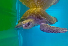 Hawwa, tagged & released Turtle patient Hawwa in the tank at the Rescue Centre. Image.