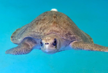 Hawwa Turtle patient Hawwa in the tank at the resuce centre, smiling and facing the camera. Image.