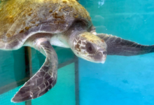 Hawwa Turtle patient Hawwa in the tank at the rescue centre. Image.