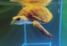 Hawwa Turtle patient Hawwa in the tank at the Rescue Centre. Image.