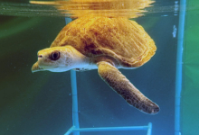 Hawwa Turtle patient Hawwa in the tank at the Rescue Centre. Image.