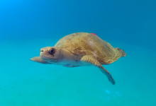 Hawwa Turtle patient Hawwa in the tank at the resuce centre. Image.