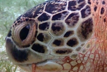 Ivan, male green turtle Closeup of adult male green sea turtle eating seagrass. Image.
