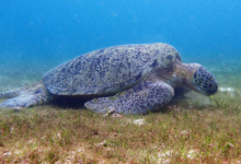 Ivan, male green turtle Adult male green sea turtle eating seagrass. Image.
