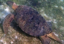 Ivan, male green turtle Adult male green sea turtle with long tail on seagrass. Image.