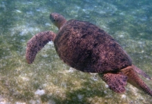 Ivan, male green turtle Adult male green sea turtle with long tail swimming over seagrass meadow. Image.